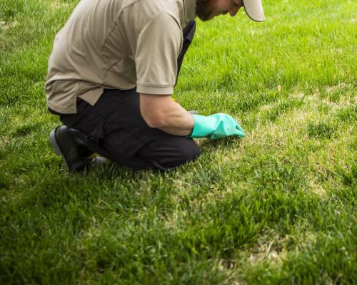 lawn-inspection-patches-1